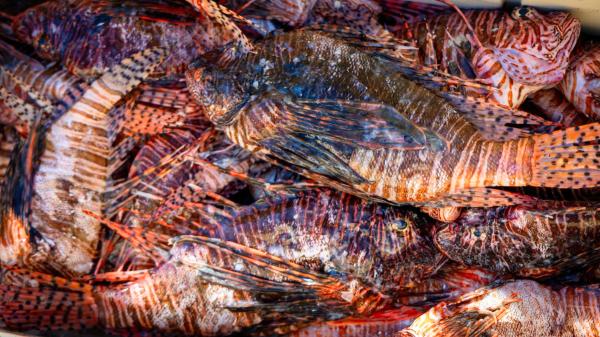 Florida elimina más de 36.000 peces león en sus aguas: la especie invasora que amenaza la biodiversidad marina