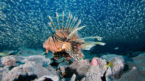 Florida elimina más de 36.000 peces león en sus aguas: la especie invasora que amenaza la biodiversidad marina - Florida retira más de 36.000 peces león en una campaña récord