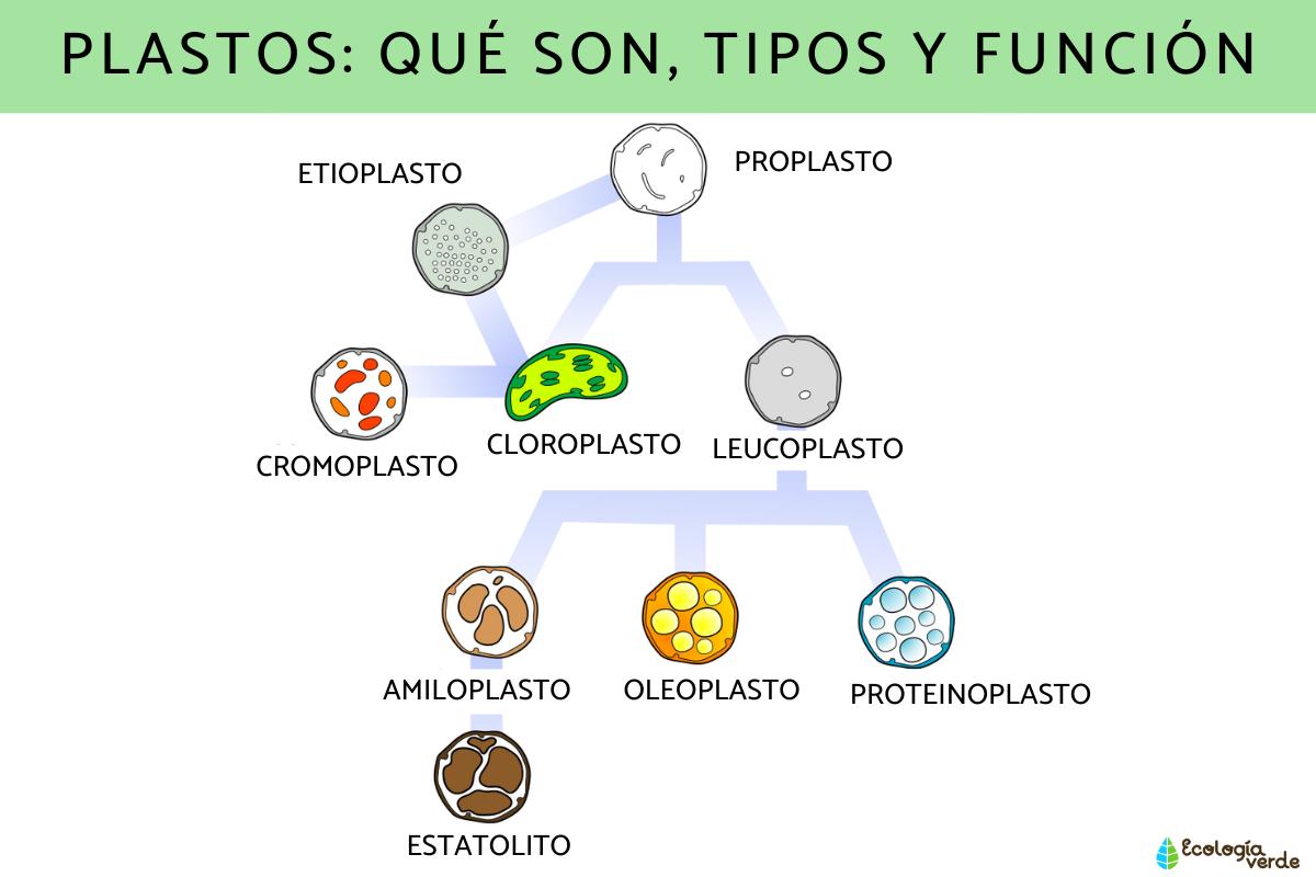 Plastos: qué son, tipos y función