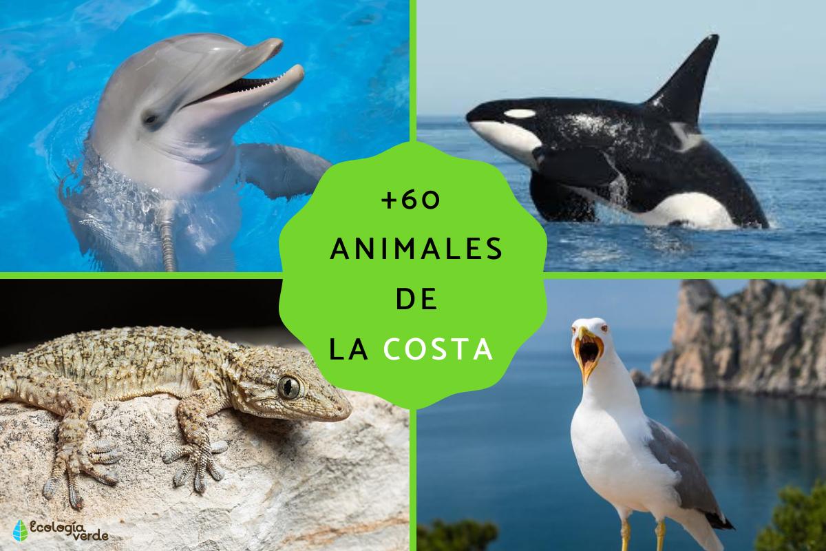 Animales de la costa