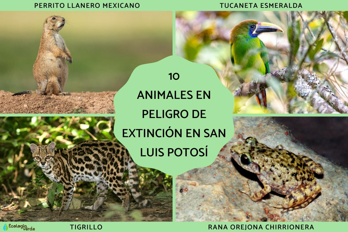 Animales en peligro de extinción en San Luis Potosí