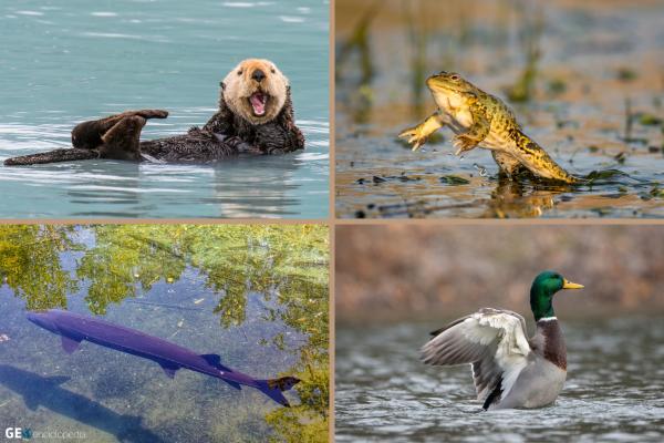 Lagos: qué son, cómo se forman y tipos - Flora y fauna de los lagos