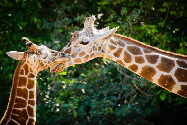 Por qué la jirafa está en peligro de extinción - Medidas de protección