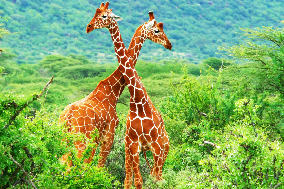 Por qué la jirafa está en peligro de extinción