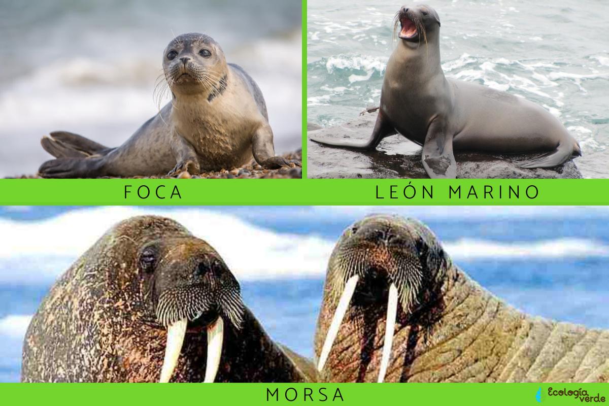 Diferencia entre foca, león marino y morsa