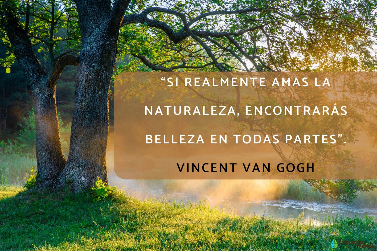 +50 frases de la naturaleza ¡Para reflexionar!