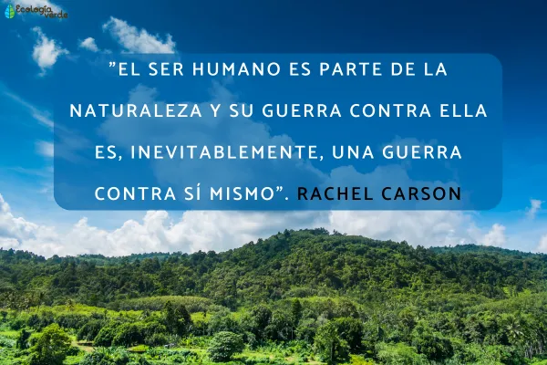 100 Frases Para Cuidar El Medio Ambiente Y La Naturaleza Cortas