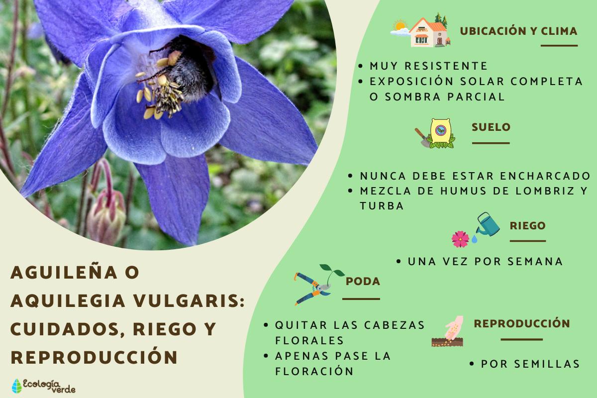 Aguileña o Aquilegia vulgaris: cuidados, riego y reproducción