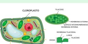Cloroplasto: qué es, función y estructura