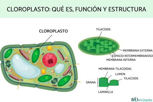 Cloroplasto: qué es, función y estructura