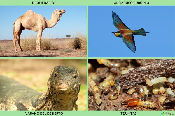 Sahel: qué es, países, clima, flora, fauna y conflicto - ¿Cómo es la fauna del Sahel? 