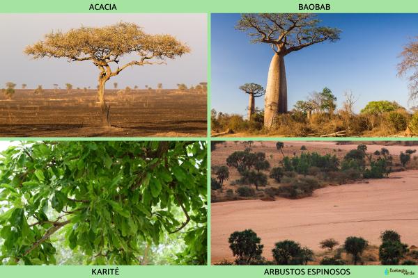 Sahel: qué es, países, clima, flora, fauna y conflicto - ¿Cómo es la flora del Sahel? 