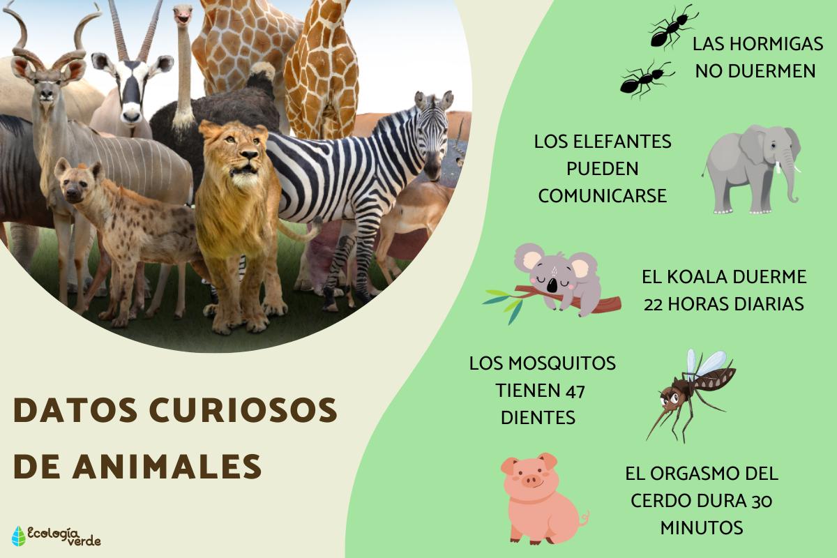 Datos curiosos de animales