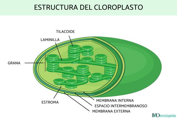Cloroplasto: qué es, función y estructura - Estructura del cloroplasto