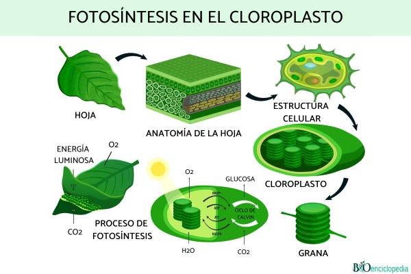 Cloroplasto: qué es, función y estructura - Función del cloroplasto