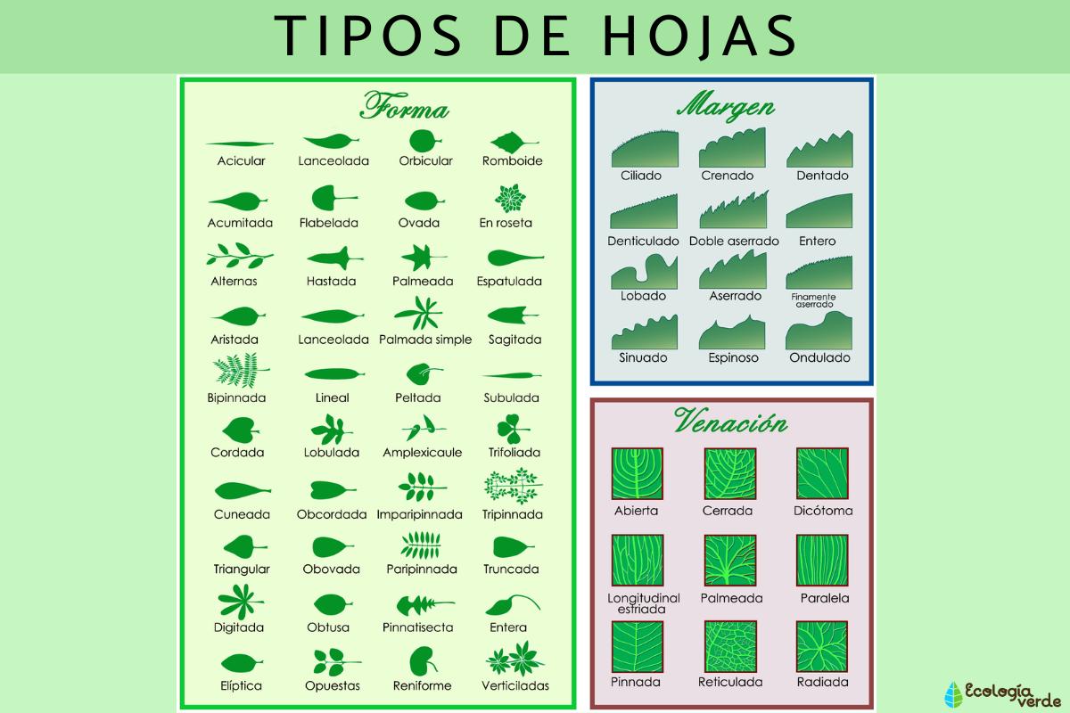 Tipos De Hojas Clasificaci n E Im genes