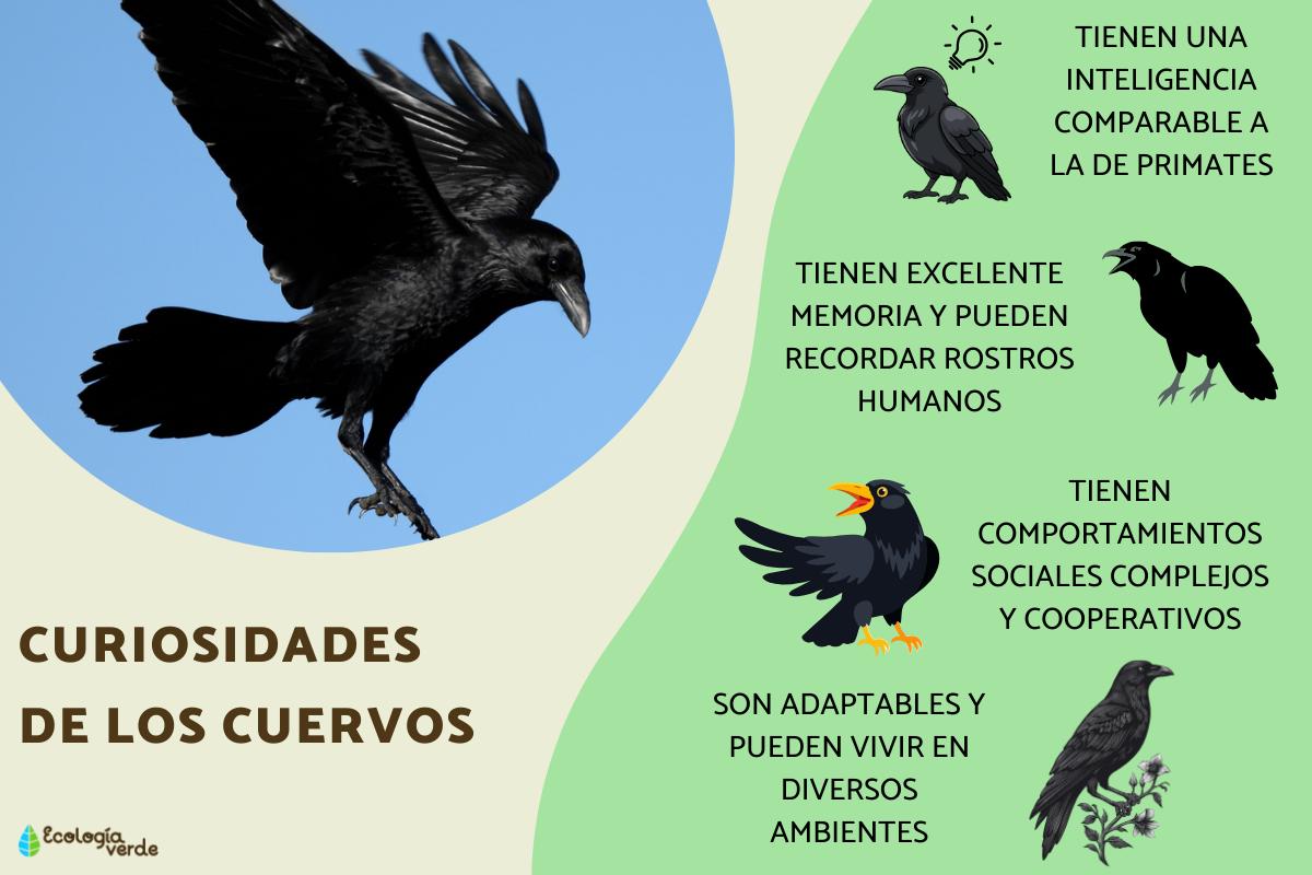 Curiosidades de los cuervos