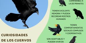Curiosidades de los cuervos
