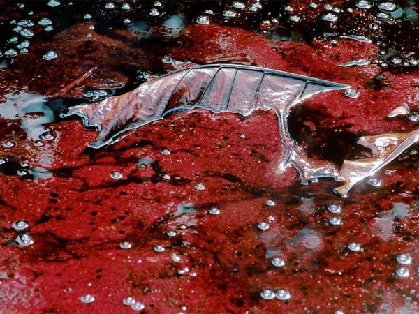 La parte negra del mundo: Los lugares más contaminados del Planeta - El delta del río Níger, Nigeria