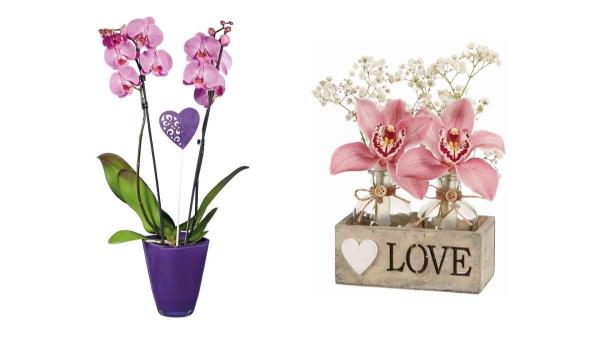 El detalle con el que acertar este San Valentín sin dejarte mucho dinero (y que puedes encontrar mañana en Lidl) - Orquídeas: elegancia que dura en el tiempo