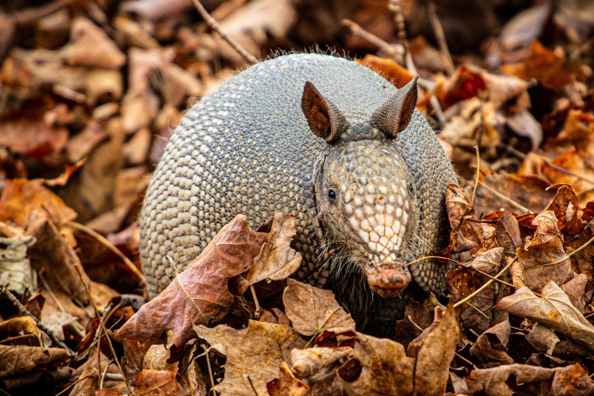 Por qué el armadillo está en peligro de extinción