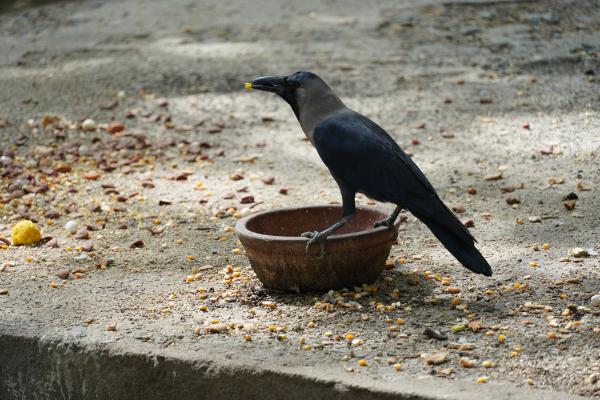 Curiosidades de los cuervos - Pueden fabricar y utilizar herramientas