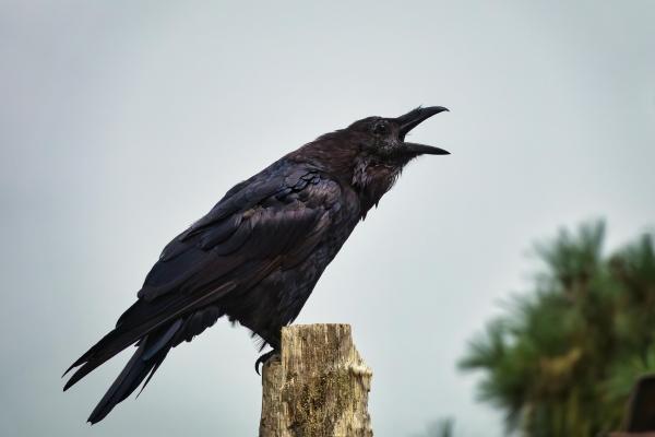 Curiosidades de los cuervos - Pueden imitar sonidos del entorno