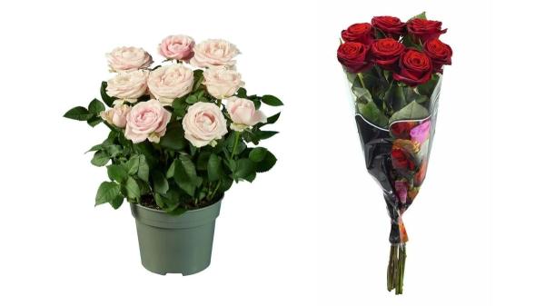El detalle con el que acertar este San Valentín sin dejarte mucho dinero (y que puedes encontrar mañana en Lidl) - Rosas que se adaptan a todos los presupuestos