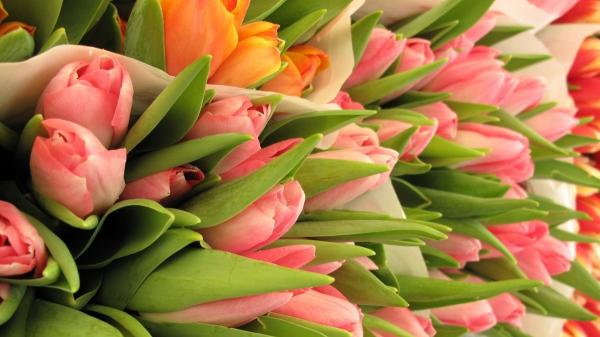 El detalle con el que acertar este San Valentín sin dejarte mucho dinero (y que puedes encontrar mañana en Lidl) - Tulipanes a precio imbatible