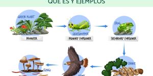 Cadena trófica: qué es y ejemplos