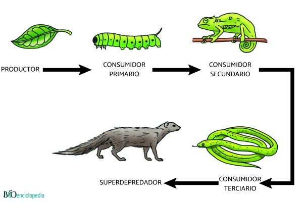 Cadena trófica: qué es y ejemplos - Características de las cadenas tróficas 
