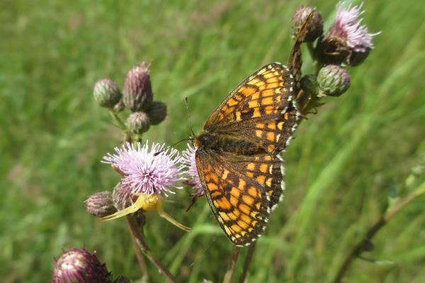 Cadena trófica: qué es y ejemplos - Ejemplos de cadenas tróficas terrestres