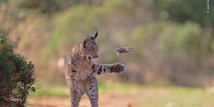 La foto de un lince en España que ha conquistado al mundo en 2026 y ha ganado el “Wildlife Photographer of the Year”