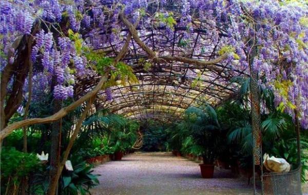 Enredaderas según su función en el jardín -