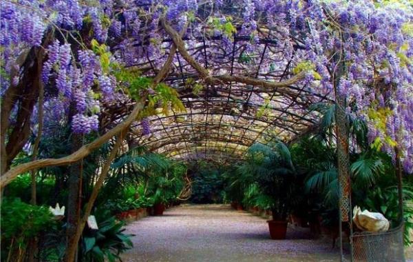 Enredaderas según su función en el jardín - 