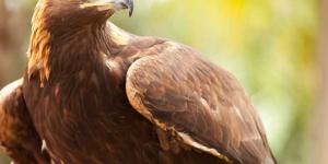 Águila Real (Aquila chrysaetos)