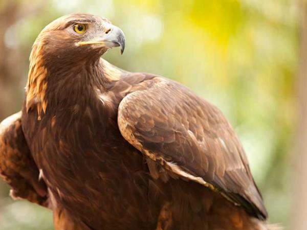 Águila Real (Aquila chrysaetos)