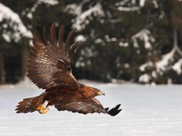 Águila Real (Aquila chrysaetos) - Descripción