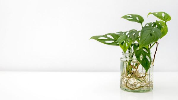 Tener plantas en agua sin usar tierra: la forma sencilla de transformar tu casa sin esfuerzo - Lo mejor de tener plantas en agua: menos suciedad y casi sin cuidados