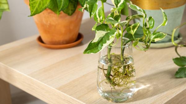 Tener plantas en agua sin usar tierra: la forma sencilla de transformar tu casa sin esfuerzo - Los trucos que hacen durar más a las plantas en agua