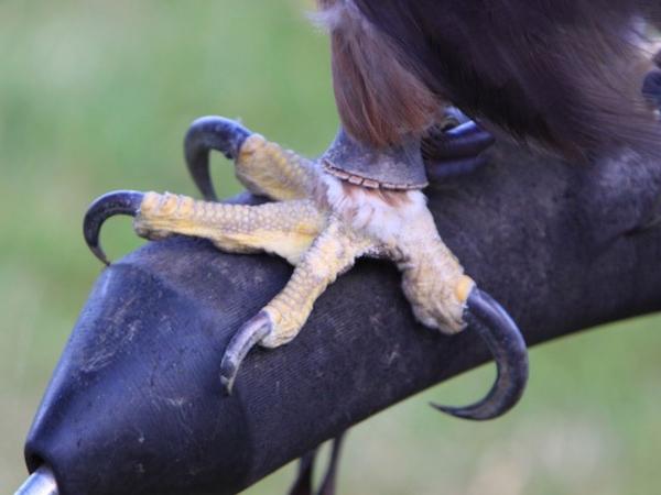 Águila Real (Aquila chrysaetos) - Reproducción