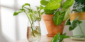 Tener plantas en agua sin usar tierra: la forma sencilla de transformar tu casa sin esfuerzo
