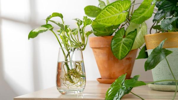 Tener plantas en agua sin usar tierra: la forma sencilla de transformar tu casa sin esfuerzo