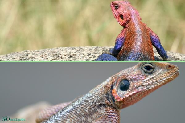 Lagarto spiderman - Características del lagarto spiderman 