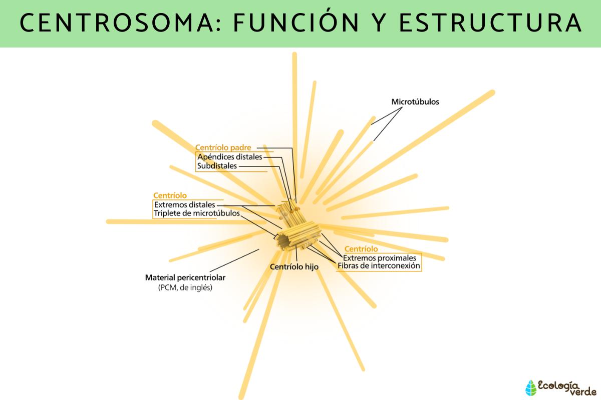 Centrosoma: función y estructura