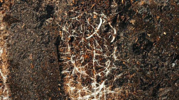 El hallazgo que sorprende a los científicos: una red oculta bajo la Tierra tan extensa como el 10% de la Vía Láctea - Cómo funcionan los hongos que conectan las plantas bajo tierra