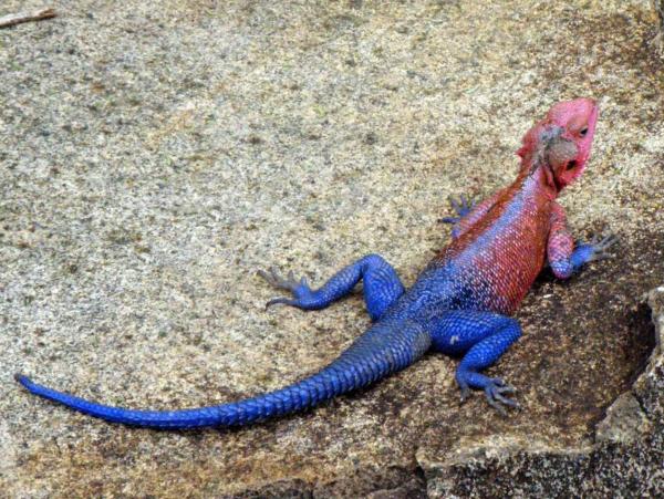 Lagarto spiderman - Hábitat del lagarto spiderman y su distribución 