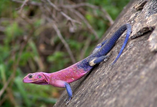 Lagarto spiderman - Reproducción del lagarto spiderman 