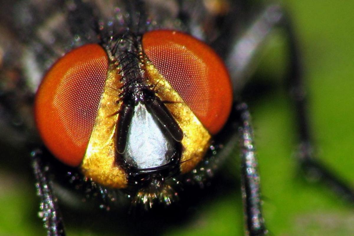 Cuántos ojos tiene una mosca
