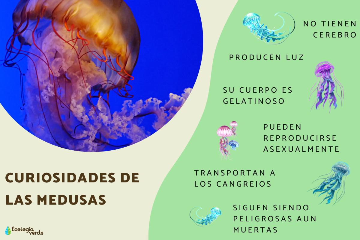 Curiosidades de las medusas